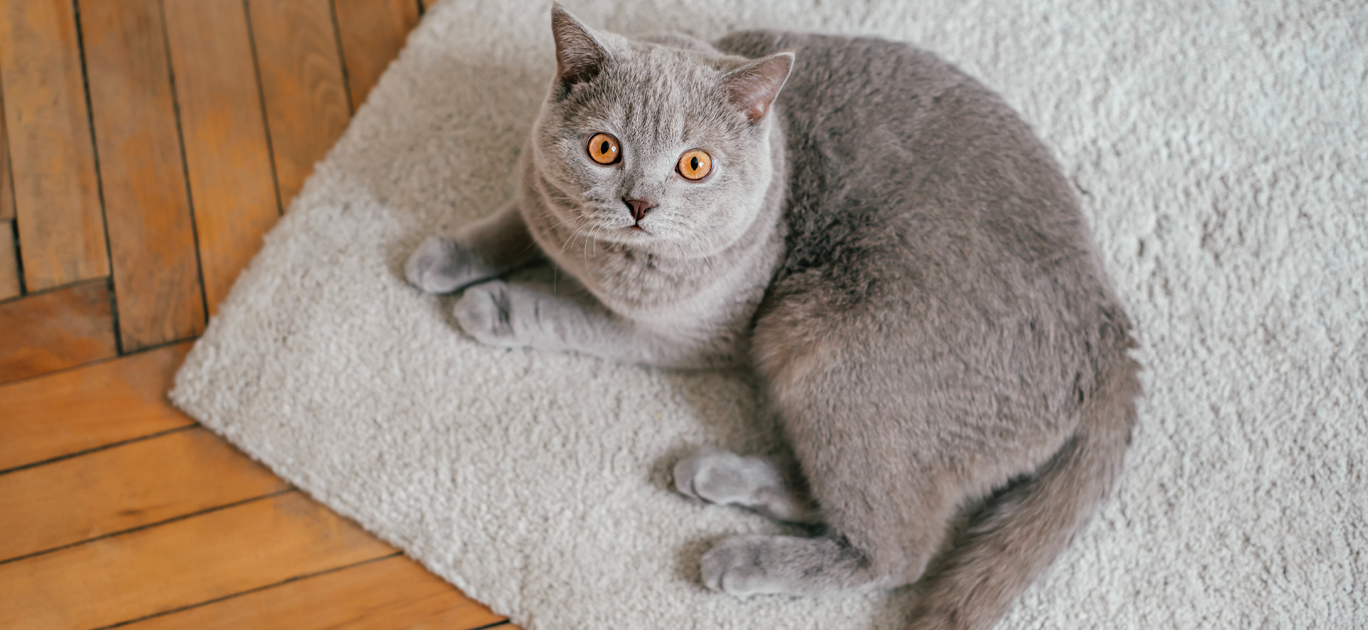 ¿Cómo saber si mi gato está feliz?